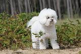 BICHON FRISE 385